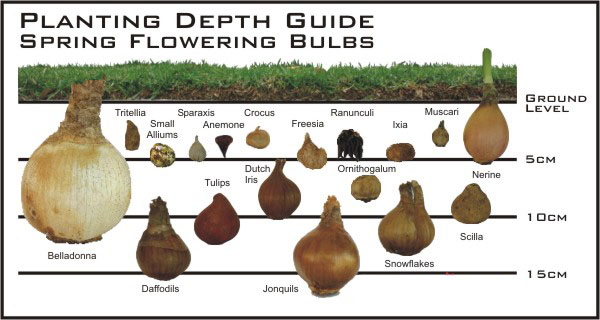 national-records-office-landscaping-bulb